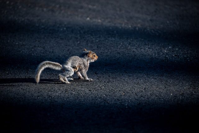 a baby squirrel standing in the middle of the road, unaware of the fate that awaits him